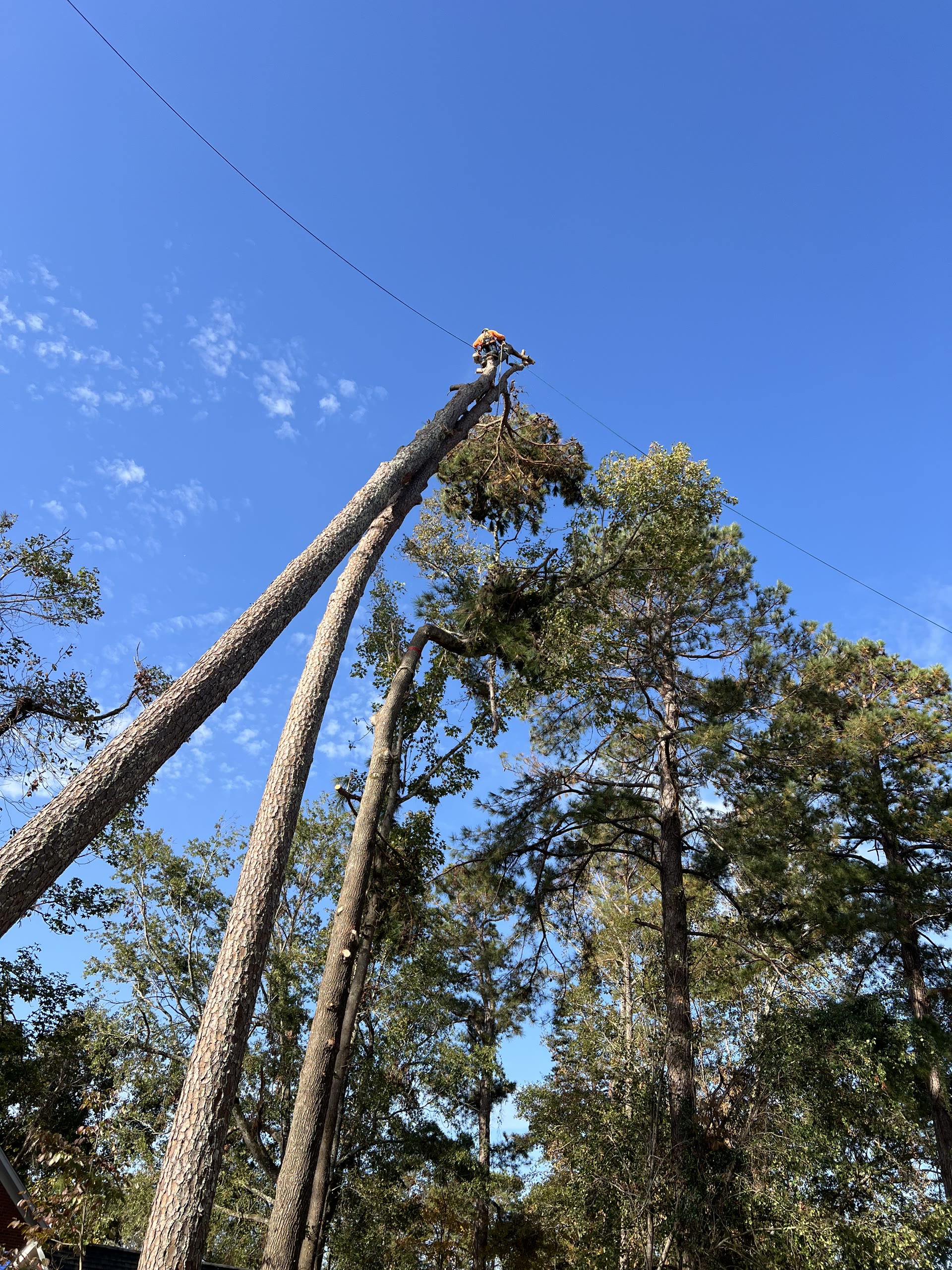 Crane and rigging during tall-tree dismantling