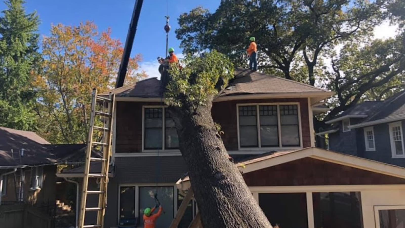 Apex tree work at a roof