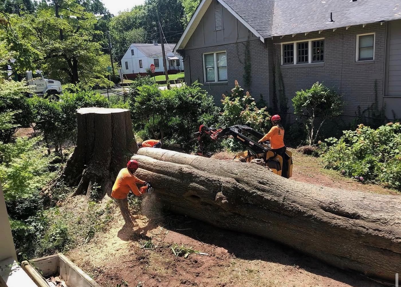 Large cut tree material in an Apex work area